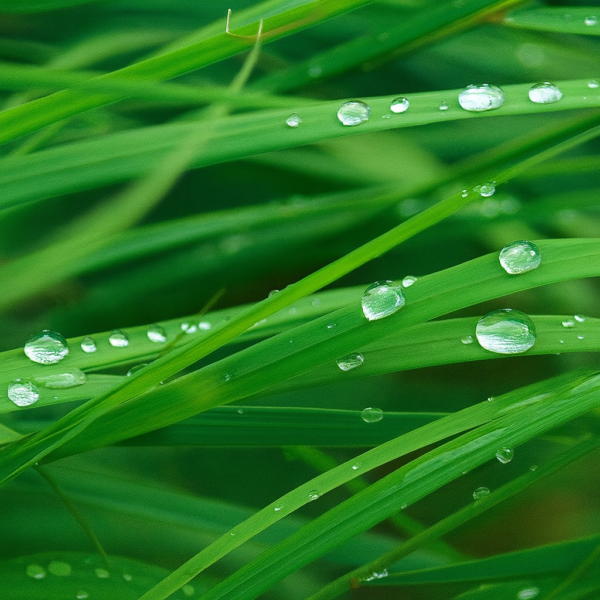 Lemongrass Field Fragrance Oil