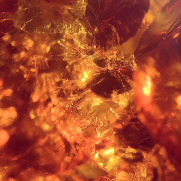 Mountain Amber Fragrance Oil