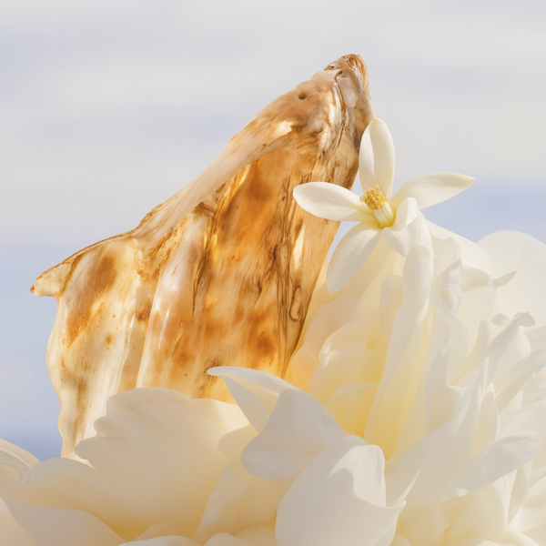 White Musk Fragrance Oil